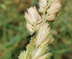 Heterotoma
