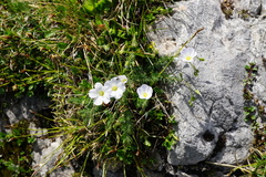 Linum alpinum