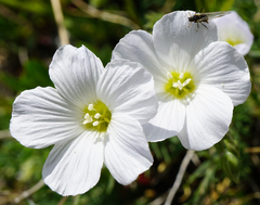 Linum alpinum