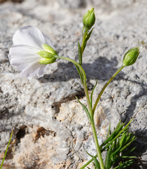 Linum alpinum