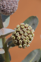 Asclepias welshii