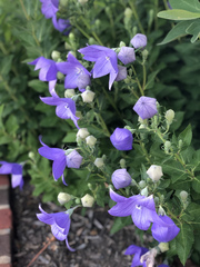 Platycodon
