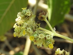 Lippia umbellata
