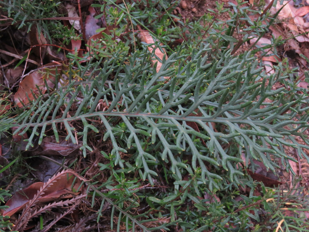 Banksia bipinnatifida