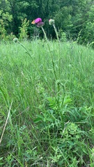 Carduus hamulosus