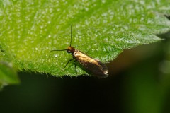 Micropterix