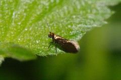 Micropterix