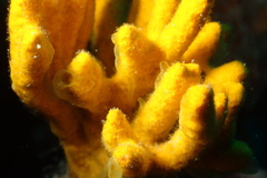 Axinella verrucosa