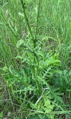 Carduus hamulosus