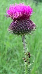 Carduus hamulosus