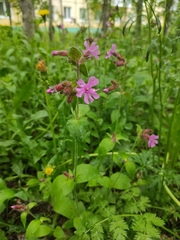 Silene dioica