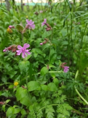 Silene dioica