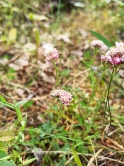 Antennaria dioica