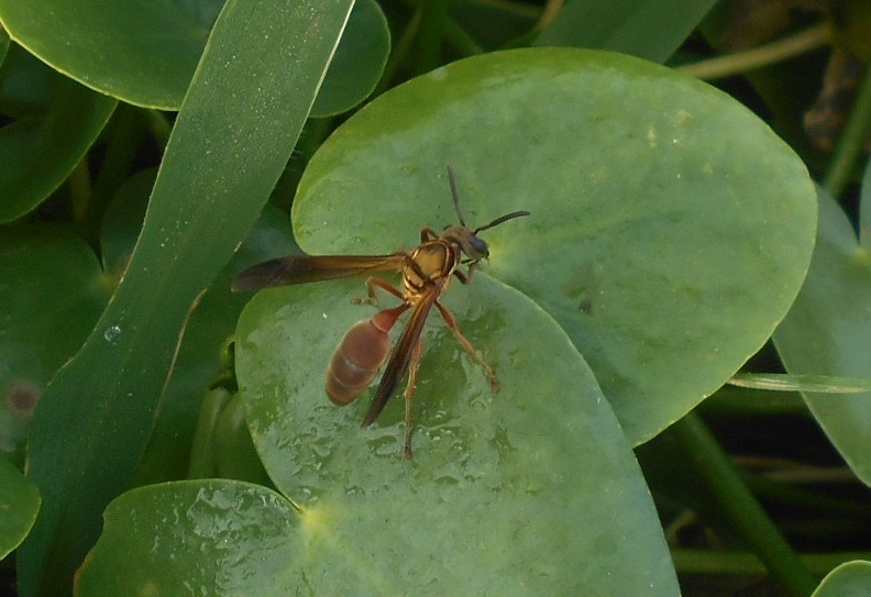 Polybia chrysothorax