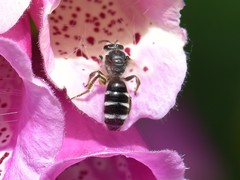 Lasioglossum sexnotatum