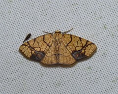 Nematocampa arenosa