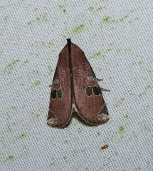 Hemicephalis grandirena
