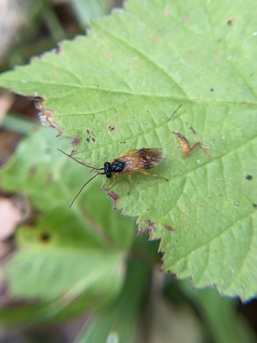 Photo of hairy poplar sawfly (Cladius grandis)