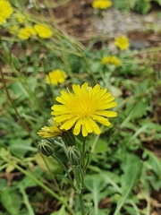 Crepis bursifolia