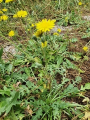 Crepis bursifolia