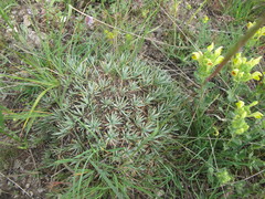 Acantholimon ulicinum