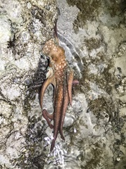 Callistoctopus dierythraeus