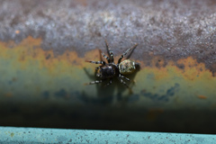 Heliophanus