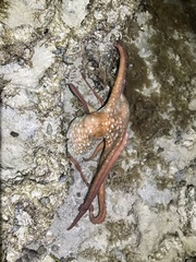 Callistoctopus dierythraeus