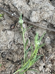 Lepidium englerianum