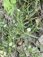 Lepidium englerianum