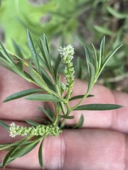Lepidium englerianum