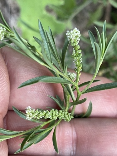 Lepidium englerianum iNat (2)