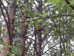 Sciurus vulgaris
