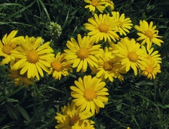 Senecio doronicum