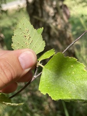 Melampsoridium betulinum