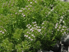 Drypis spinosa jacquiniana