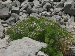 Drypis spinosa jacquiniana