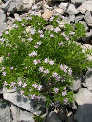 Drypis spinosa jacquiniana