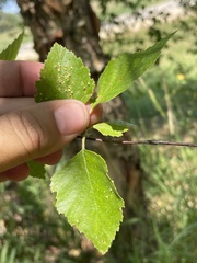 Melampsoridium betulinum