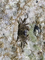 Metopograpsus messor