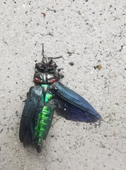 Belionota prasina