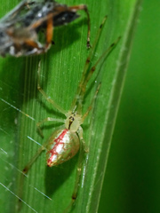 Thwaitesia margaritifera