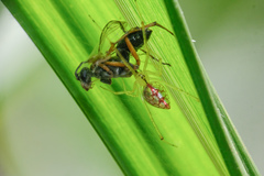 Thwaitesia margaritifera