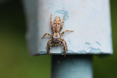 Marpissa muscosa