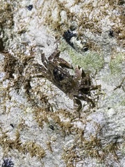 Metopograpsus messor
