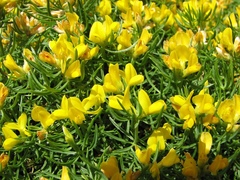 Genista holopetala