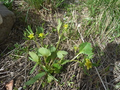 Ranunculus inamoenus