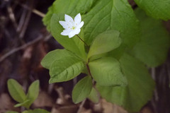 Lysimachia europaea