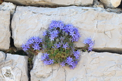 Campanula fenestrellata istriaca