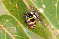 Chrysocoris fascialis